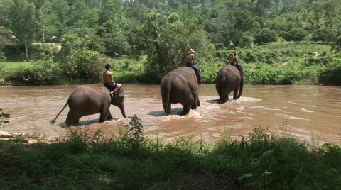 Pattaya elephants Stock-Footage 567995