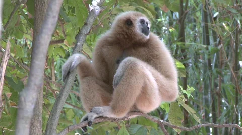 Pattaya monkey Stock Footage 564575