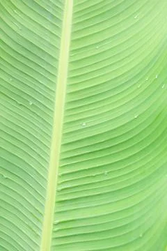 Pattern abstract leaf for backgrounds Foto stock