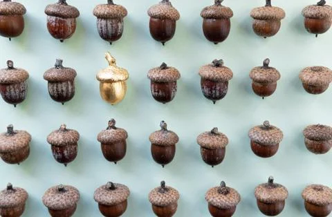 Pattern of acorns on natural green background, golden acorn in the middle Foto stock