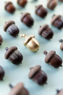Pattern of acorns on natural green background, golden acorn in the middle Stock Photos
