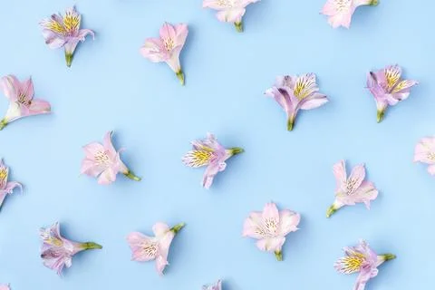 Pattern of alstroemeria flower buds on a blue pastel background Stock Photos