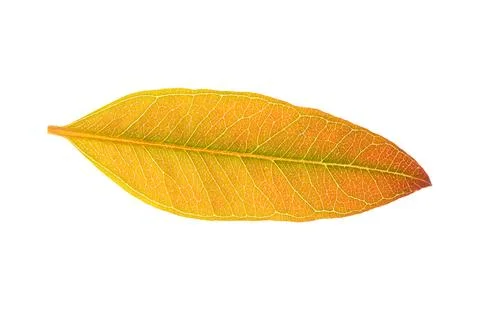 The pattern and color of the eucalyptus leaves in the white background 写真素材