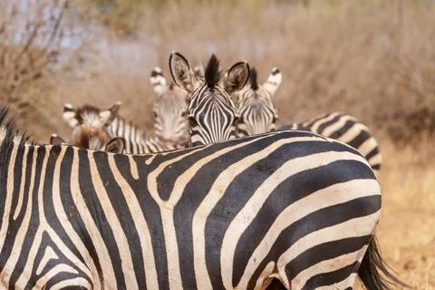Pattern and portrait of Plains Zebra (Equus quagga). Stock Photos