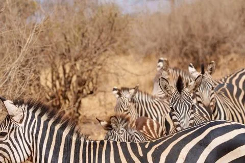 Pattern and portrait of Plains Zebra (Equus quagga). 스톡 사진