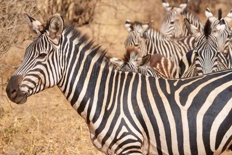 Pattern and portrait of Plains Zebra (Equus quagga). 스톡 사진