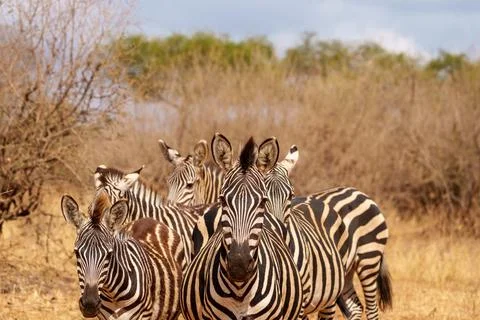 Pattern and portrait of Plains Zebra (Equus quagga). Stock Photos