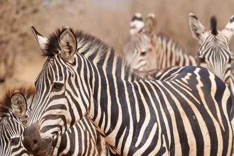 Pattern and portrait of Plains Zebra (Equus quagga). Stock Photos