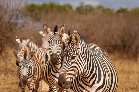 Pattern and portrait of Plains Zebra (Equus quagga). Stock Photos