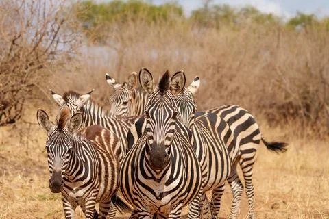 Pattern and portrait of Plains Zebra (Equus quagga). Stock Photos