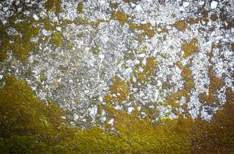 Pattern and texture of concrete with plant Foto stock