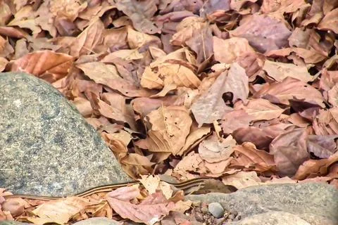 Pattern and texture by dried leaves on the ground Stock Photos