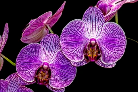 Pattern and Texture of Flowering Purple Phalaenopsis Orchid Blossoms Stock Photos