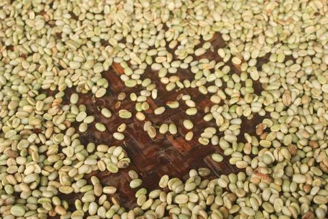Pattern and texture of fresh raw coffee being dried Stock Photos