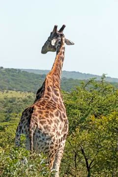Pattern and Texture of Giraffe Body against Natural Hilly Landscape Stock Photos