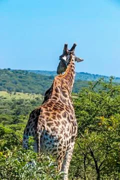 Pattern and Texture of Giraffe Body against Natural Hilly Landscape Stock Photos