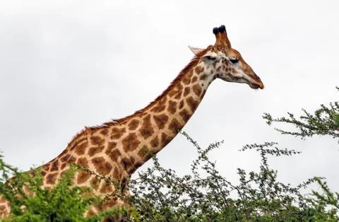 Pattern and Texture of Giraffe Body Against Overcast Sky Stock Photos