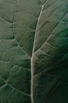 Pattern and texture of a green leaf in super detail Stock Photos