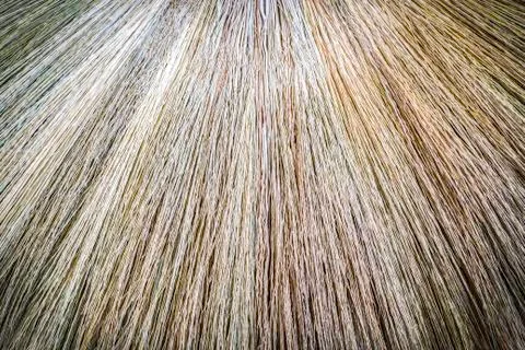 Pattern  and texture of nature broom Stock Photos