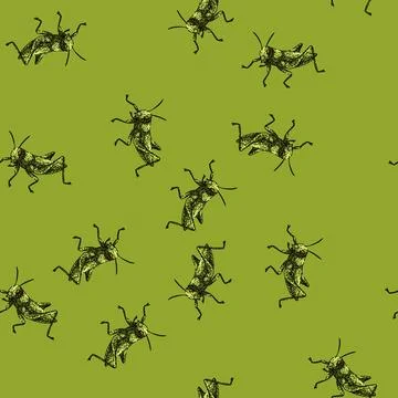 Pattern antennae grasshopper sketch hand drawn Stock Illustration