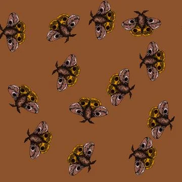 Pattern antennae night moth sketch hand drawn Stock Illustration