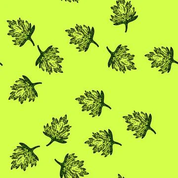 Pattern anthriscus chervil sketch hand drawn Stock Illustration