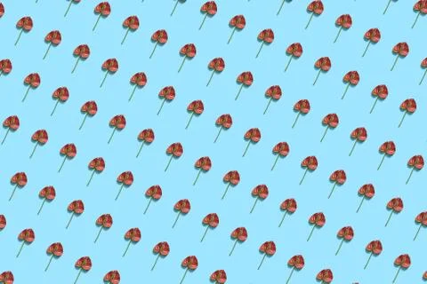 Pattern with anthurium red flower on the blue background. Stock Photos