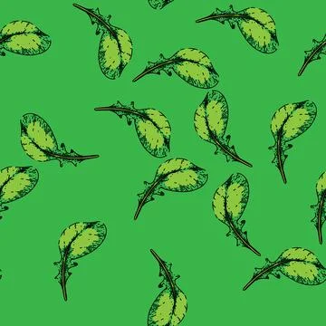 Pattern argula fresh salad sketch hand drawn Stock Illustration
