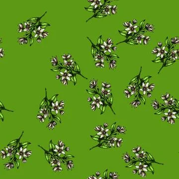 Pattern art jasmine sketch hand drawn Illustrazione stock