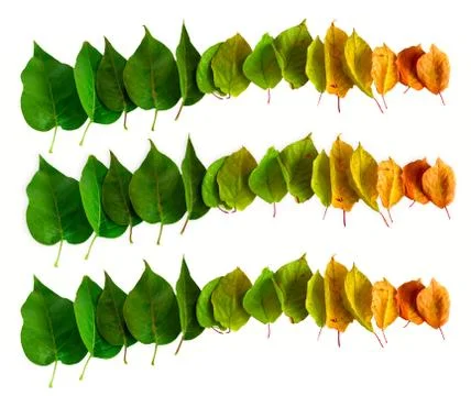 Pattern of autumn leaves gradient isolated on a white background Stock Photos