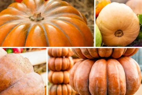 Pattern of autumn orange pumpkin assortment design composition Stock Photos