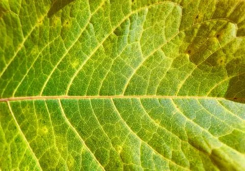 Pattern of autumn yellow green leaf Stock Photos