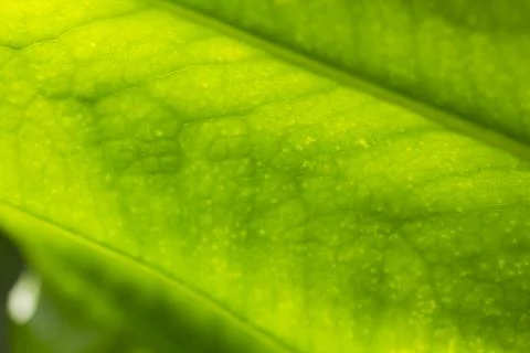 The pattern on the back of green leaves Stock Photos