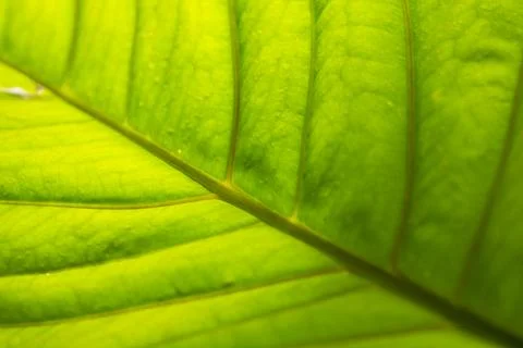 The pattern on the back of green leaves Stock Photos