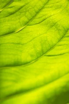 The pattern on the back of green leaves Stock Photos