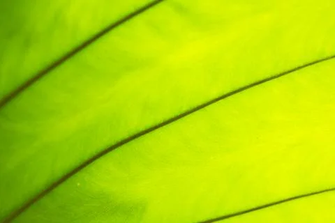 The pattern on the back of green leaves Stock Photos