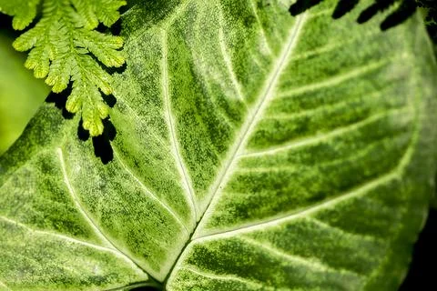 The pattern on the back of green leaves Stock Photos
