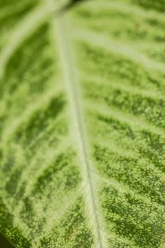 The pattern on the back of green leaves Stock Photos