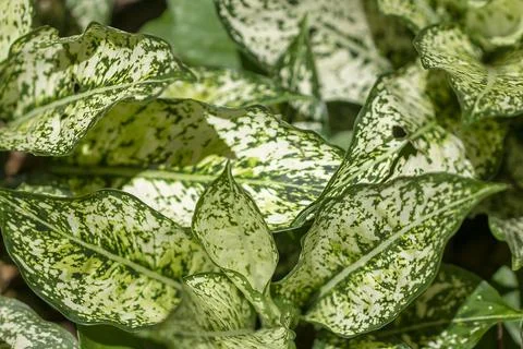 The pattern on the back of green leaves Stock Photos