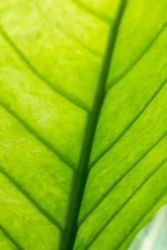 The pattern on the back of green leaves Stock Photos