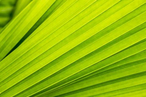 Pattern on the back of leaves 库存照片