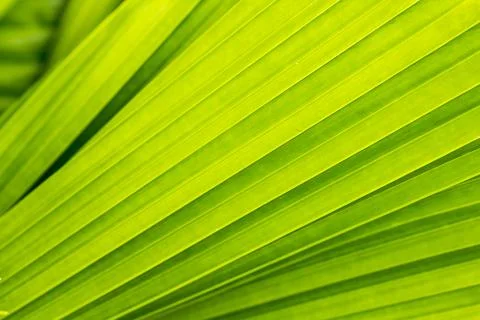 Pattern on the back of leaves Stock Photos