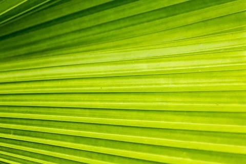 Pattern on the back of leaves Фото