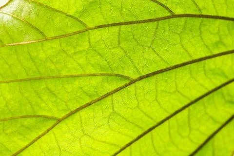 Pattern on the back of leaves Фото