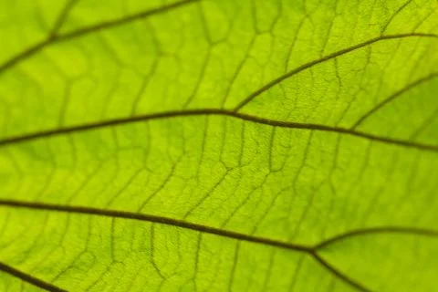 Pattern on the back of leaves Фото