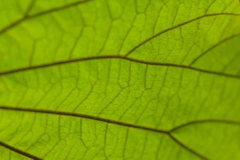 Pattern on the back of leaves Stockfoto's