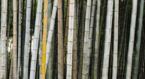 Pattern background green bamboo forest in a park in Georgia Stock Photos