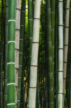 Pattern background green bamboo forest in a park in Georgia Stockfoto's