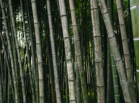 Pattern background green bamboo forest in a park in Georgia Stock-Fotos