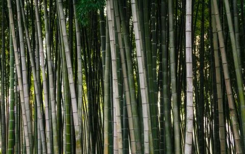 Pattern background green bamboo forest in a park in Georgia Stock-Fotos